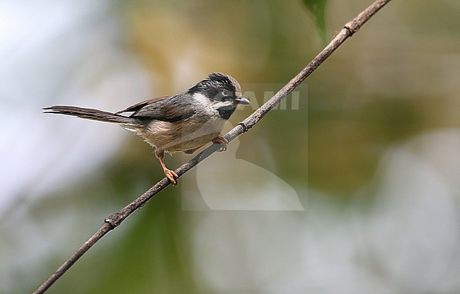 Grey-crowned Tit (Aegithalos annamensis) perched on a branch in a tropical rain forest in Vietnam. Also known as Grey-crowned Bushtit. stock-image by Agami/James Eaton,