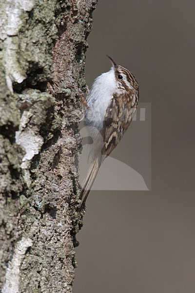 Kortsnavelboomkruiper foeragerend tegen boomstam; Treecreeper foraging on treetrunc stock-image by Agami/Ran Schols,