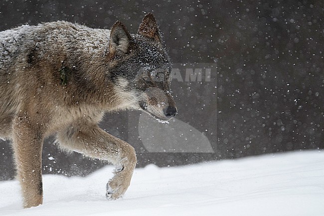 Wolf in snow covered forest in Poland stock-image by Agami/Han Bouwmeester,