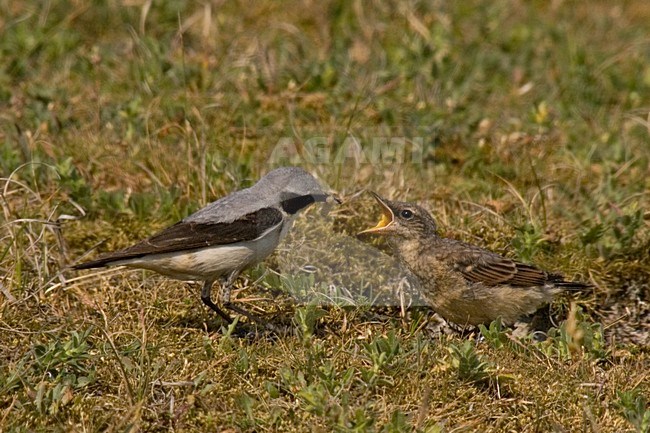 Mannetje Tapuit voert jong; Male Northern Wheatear feeding young stock-image by Agami/Martijn Verdoes,