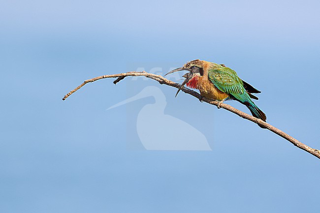 White-fronted Bee-eater (Merops bullockoides) regurgitating a pellet against a blue sky as a background (Series 1, part 1), Zimbabwe stock-image by Agami/Tomas Grim,
