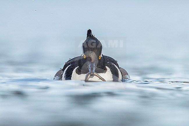 Hooded Merganser (Lophodytes cucullatus) in the ocean near Victoria, British Columbia, Canada. stock-image by Agami/Glenn Bartley,