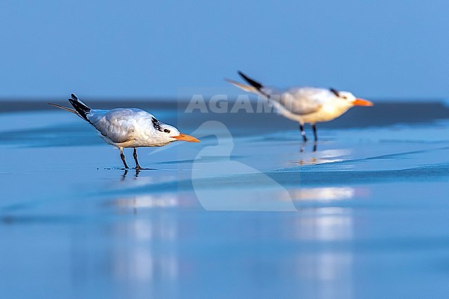 Adult American Royal Tern Thalasseus maximus) flying over the sea shore at dusk in Stone Harbor, North Wildwood near Cape May point, New Jersey, United States of America. stock-image by Agami/Vincent Legrand,