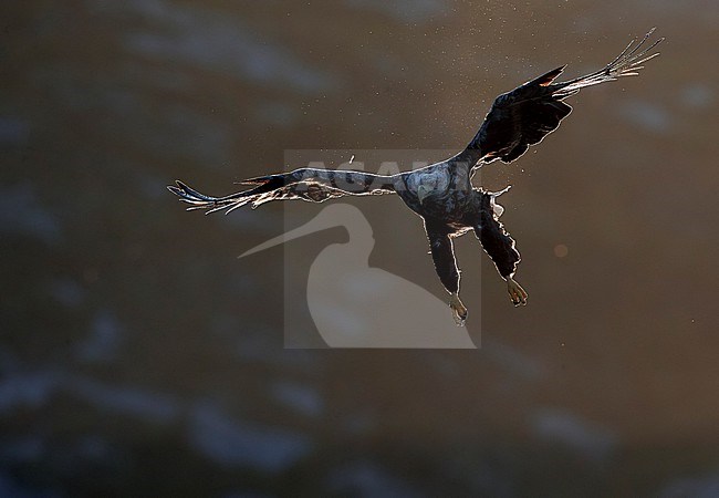 White-tailed Eagle (Haliaetus albicilla) Norway August 2018 stock-image by Agami/Markus Varesvuo,