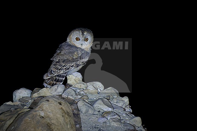Desert Owl (Strix hadorami) perched on a cliff at night, Israel stock-image by Agami/Tomas Grim,