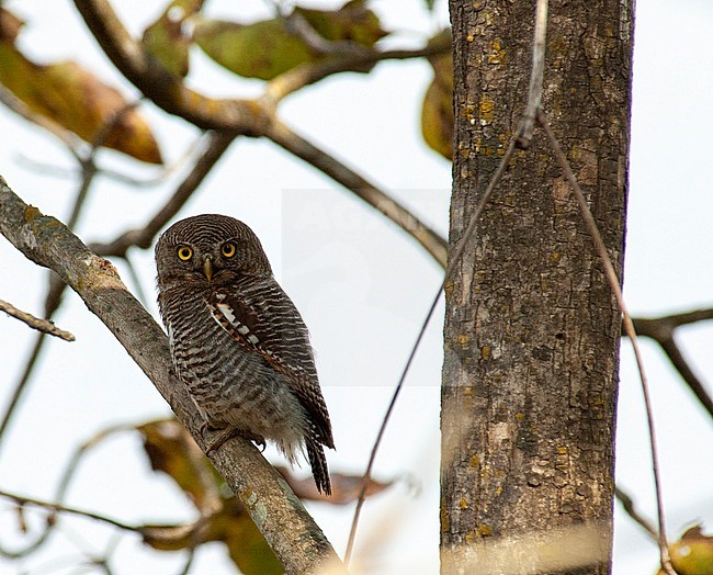 Asian Barred Owlet (Glaucidium cuculoides) perched on a branch during daytime. Sitting next to a tree, looking into camera. stock-image by Agami/Marc Guyt,