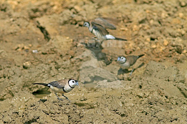 Double-barred Finch, Stizoptera bichenovii, on the ground. stock-image by Agami/Pete Morris,