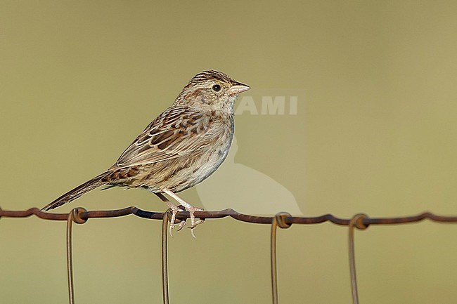 Adult Cassin's Sparrow (Peucaea cassinii) perched on wired fench, against a brown natural background, in Brewster County, Texas, USA. stock-image by Agami/Brian E Small,