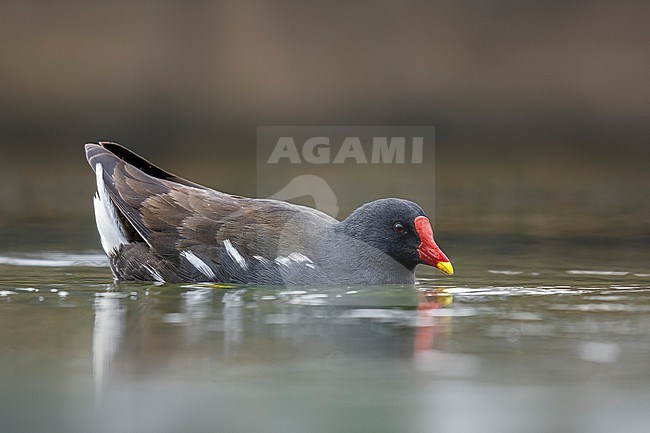 Adult Common Moorhen (Gallinula chloropus) swimming in Mariadal Parc, Zaventem, Brabant, Belgium. stock-image by Agami/Vincent Legrand,