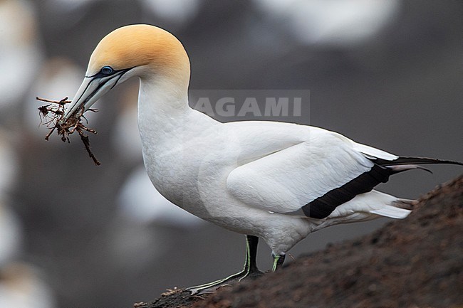 Australasian Gannet (Morus serrator), also known as Australian gannet, in New Zealand. Adult standing on edge of the colony with nest material. stock-image by Agami/Marc Guyt,