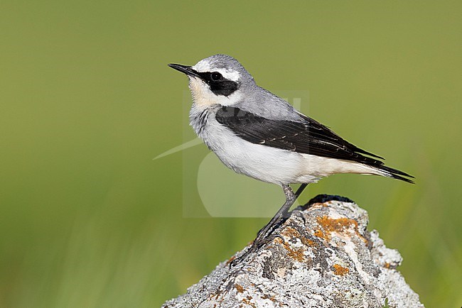 Northern Wheatear (Oenanthe oenanthe), side view of an adult male standing on a rock, Abruzzo, Italy stock-image by Agami/Saverio Gatto,