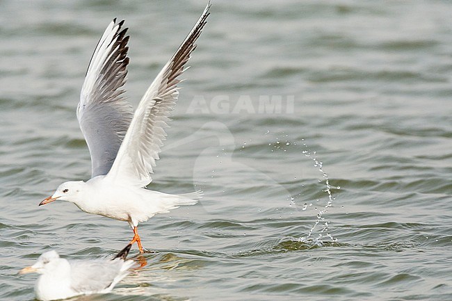 Slender-billed Gull (Chroicocephalus genei) near Eilat, Israel. stock-image by Agami/Marc Guyt,