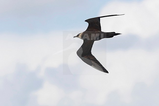 An adult Parasitic Jaeger is seen flying against a clear white and blue background showing off its characteristic silhouette. stock-image by Agami/Jacob Garvelink,