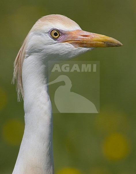 Cattle Egret adult close-up; Koereiger volwassen portret stock-image by Agami/Daniele Occhiato,