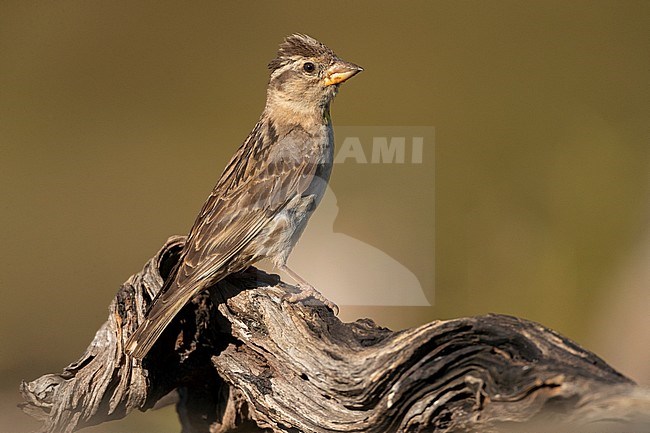 Adult Rock Sparrow (Petronia petronia petronia) in Spain. Perched on a old branch. stock-image by Agami/Marc Guyt,