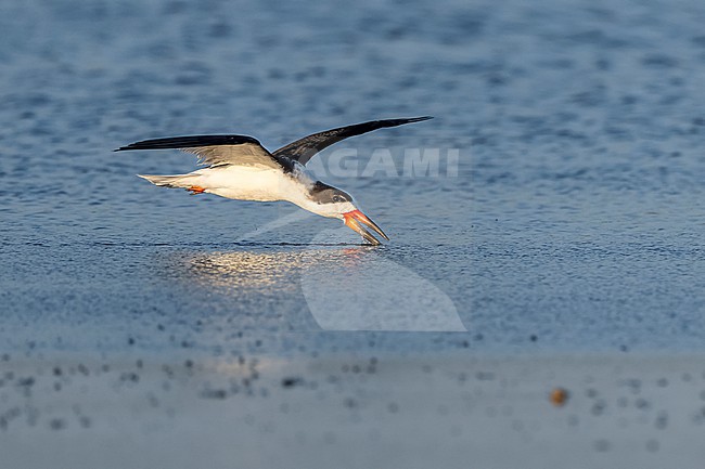 Black Skimmer (Rynchops niger) flying over water in Florida USA. stock-image by Agami/Marcel Burkhardt,