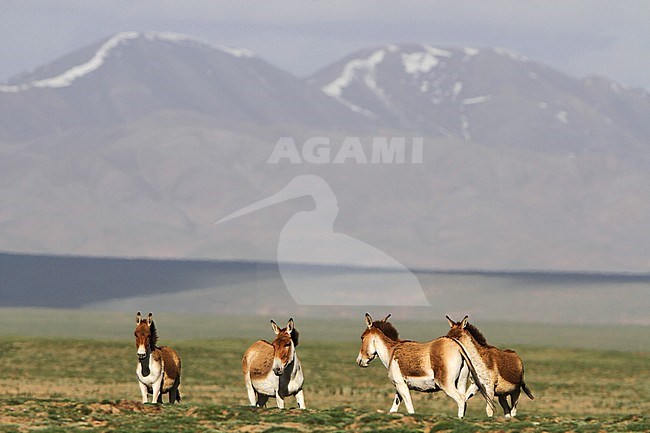 Group of Kiangs (Equus kiang) on the Tibetan plateau. The largest of the wild asses, it inhabits montane and alpine grasslands. stock-image by Agami/James Eaton,