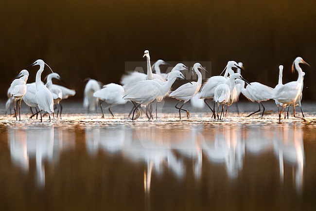 Little Egret (Egretta garzetta) in Italy stock-image by Agami/Daniele Occhiato,