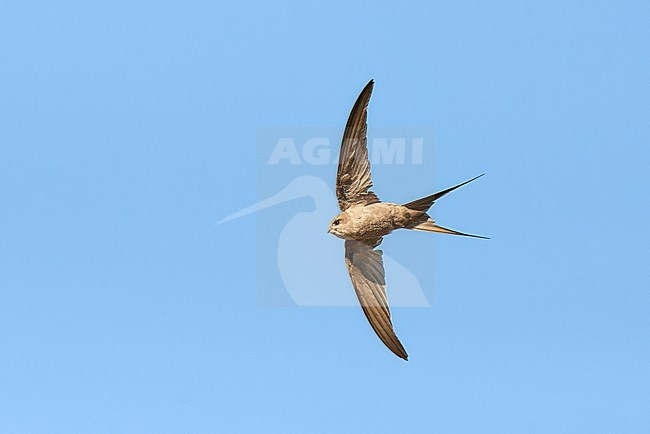 African Palm Swift (Cypsiurus parvus) flying against a blue sky as a background, Augrabies Falls NP, South Africa stock-image by Agami/Tomas Grim,