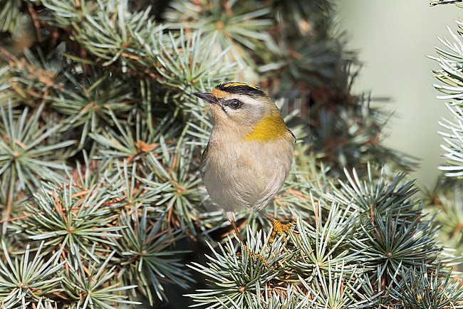 A close-up of a Common Firecrest seen sitting on a spruce tree branch. stock-image by Agami/Jacob Garvelink,