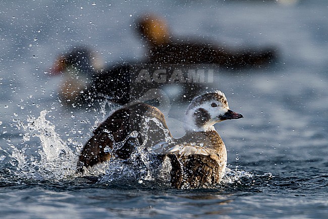 Long-tailed Duck, IJseend, Clangula hyemalis, Norway, 2nd cy male, winter stock-image by Agami/Ralph Martin,