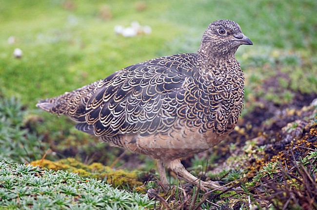 Andeskwartelsnip; Rufous-bellied Seedsnipe stock-image by Agami/Marc Guyt,