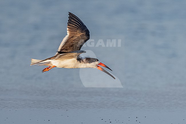 Black Skimmer (Rynchops niger) flying over water in Florida USA. stock-image by Agami/Marcel Burkhardt,