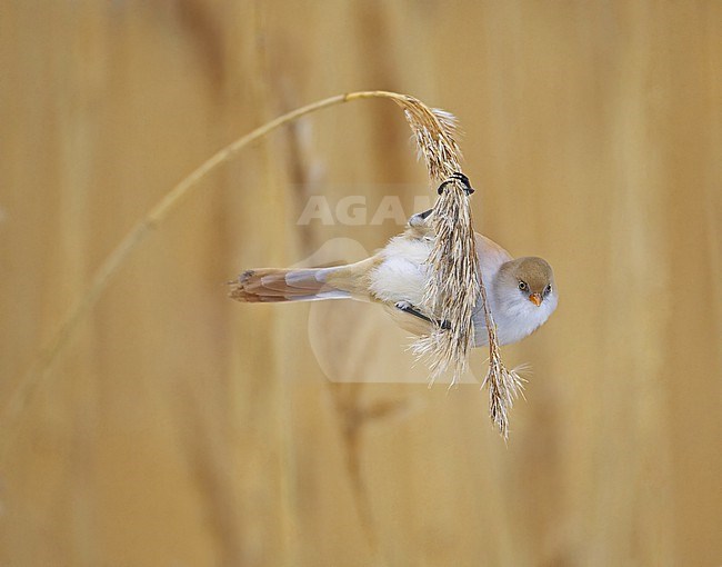 Wintering female Bearded Tit (Panurus biarmicus) hanging on a reed stem in Finland.  Also known as Bearded Reedling. stock-image by Agami/Markus Varesvuo,
