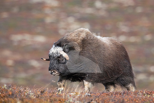 Muskox (Ovibos moschatus) in the Dovrefjell in Norway. An Arctic hoofed mammal of the family Bovidae introduced in parts of Scandinavia. stock-image by Agami/Alain Ghignone,