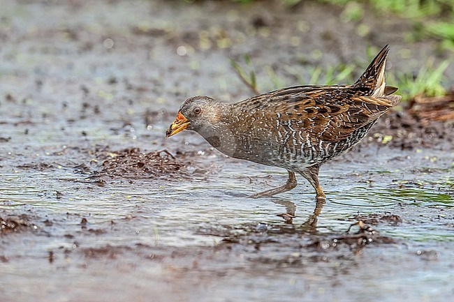 Adult Spotted Crake (Porzana porzana) walking on a marsh in Groene Jonker, Zevenhoven, Zuid Holland, the Netherlands. stock-image by Agami/Vincent Legrand,