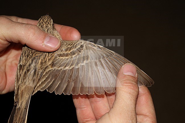 Greater Short-toed Lark (Calandrella brachydactyla) caught at ringing station in Israel. stock-image by Agami/Christian Brinkman,