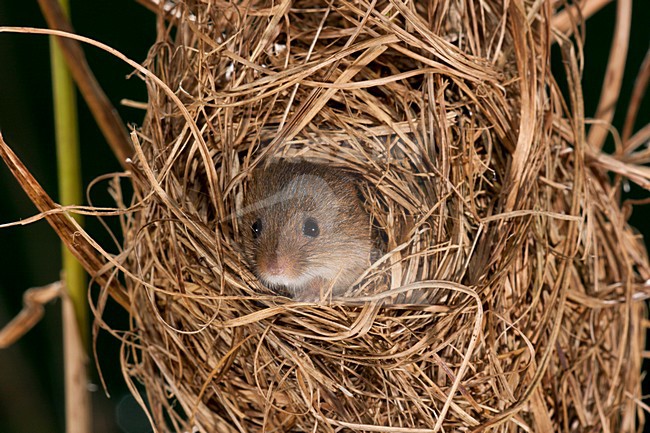 Dwergmuis in nest; Harvest Mouse in nest stock-image by Agami/Theo Douma,