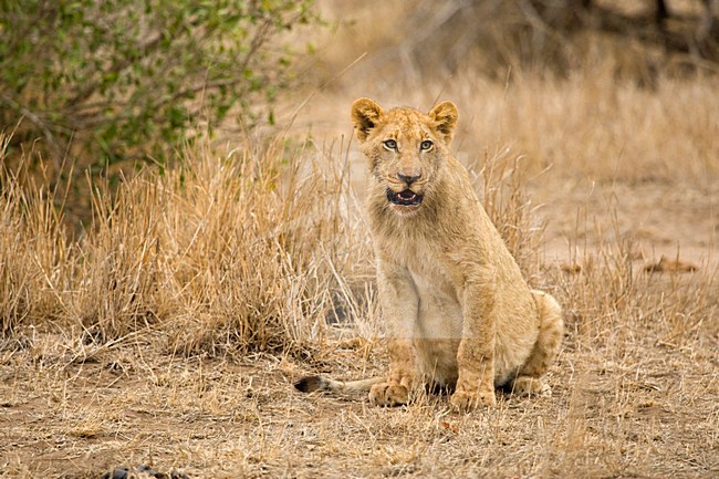 Jonge Afrikaanse Leeuw; Young African Lion stock-image by Agami/Marc Guyt,
