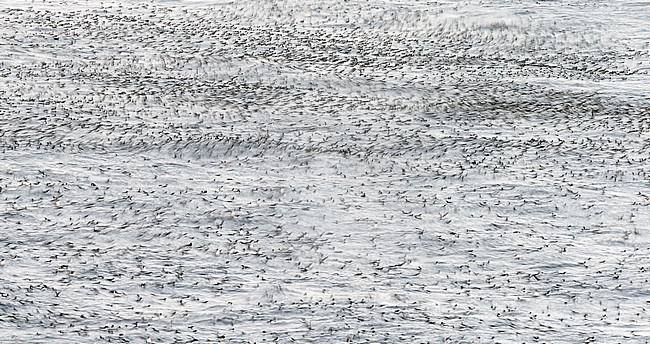 Guillemot (Uria aalge) Norway VardÃ¶ March 2016 stock-image by Agami/Markus Varesvuo,