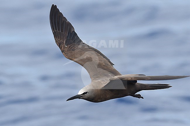 Brown Noddy (Anous stolidus stolidus) off St Helena island in the southern Atlantic Ocean. stock-image by Agami/Laurens Steijn,