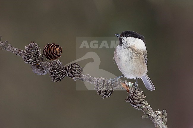 Willow Tit (Parus montanus) sitting on branches in alpine forest of Switzerland. stock-image by Agami/Marcel Burkhardt,
