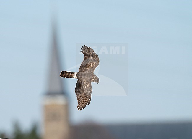 Female Hen Harrier (Circus cyaneus) flying and hunting low over fields with church of koningsbosch  in the background in sideview showing upperparts stock-image by Agami/Ran Schols,