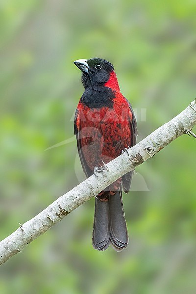 Adult male
Nuevo Leon, Mexico
May 2022 stock-image by Agami/Brian E Small,