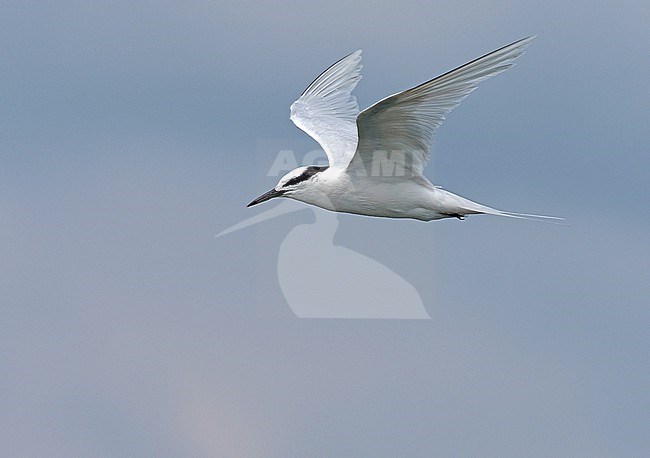 Black-naped Tern, Sterna sumatrana, adult in flight, Thailand. stock-image by Agami/James Eaton,