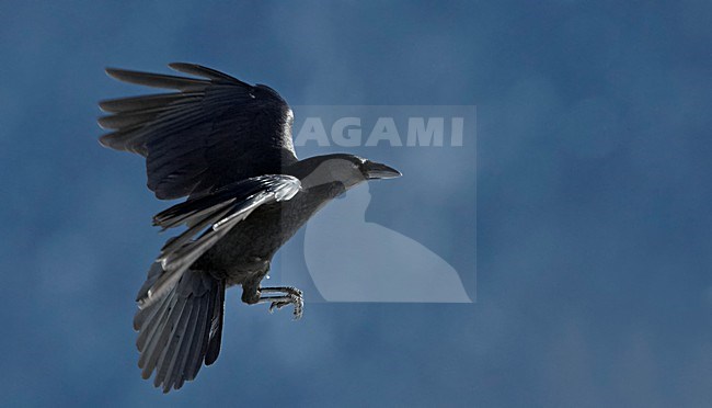 Zwarte Kraai in vlucht, Carrion Crow in flight stock-image by Agami/Markus Varesvuo,
