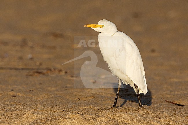 Cattle Egret (Bubulcus ibis), side view of an individual standing on the sand,  Campania, Italy stock-image by Agami/Saverio Gatto,