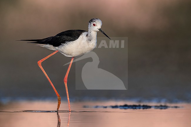 Adult Black-winged Stilt (Himantopus himantopus) in Italy. stock-image by Agami/Daniele Occhiato,