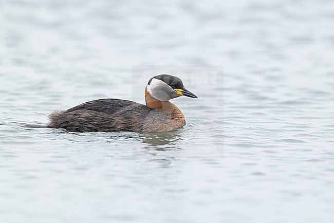 swimming adult red-necked grebe (Podiceps grisegena) in breeding plumage at the german Baltic Sea stock-image by Agami/Mathias Putze,