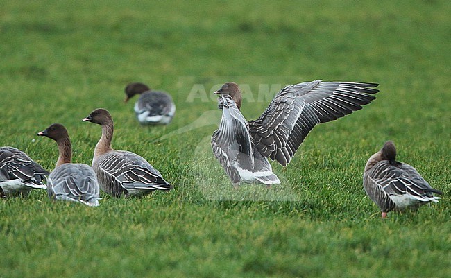 Pink-footed Goose (Anser brachyrhynchus), adult standing, seen from the side, showing upper wing. stock-image by Agami/Fred Visscher,