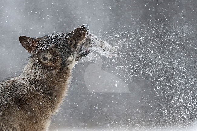 Wolf in snow covered forest in Poland stock-image by Agami/Han Bouwmeester,