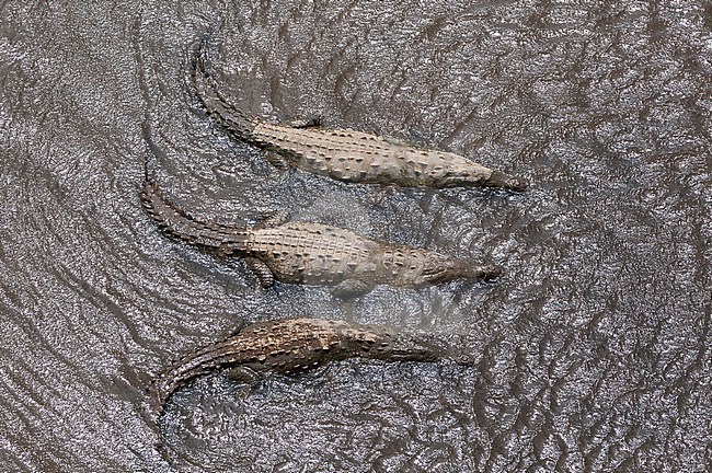 Three American crocodiles, Crocodylus acutus, side-by-side in a muddy river. Tarcoles River, Carara National Park, Costa Rica. stock-image by Agami/Sergio Pitamitz,