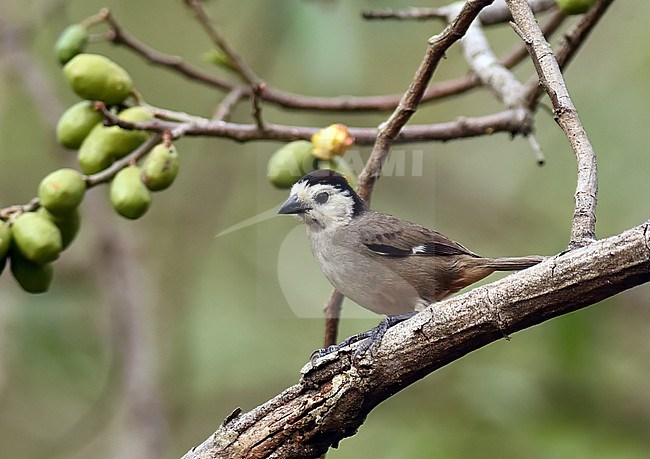 White-headed Brushfinch (Atlapetes albiceps) in Chaparri Private Conservation Area in Lambayeque in northern Peru. stock-image by Agami/Laurens Steijn,