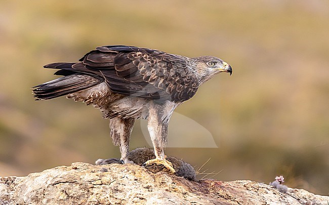 Bonelli's Eagle plucking a rabbit on a cliff  in the mountais of Spain stock-image by Agami/Onno Wildschut,