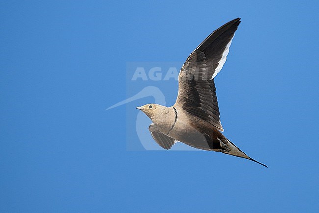 Male Chestnut-bellied Sandgrouse (Pterocles exustus) wintering in Oman. stock-image by Agami/Sylvain Reyt,
