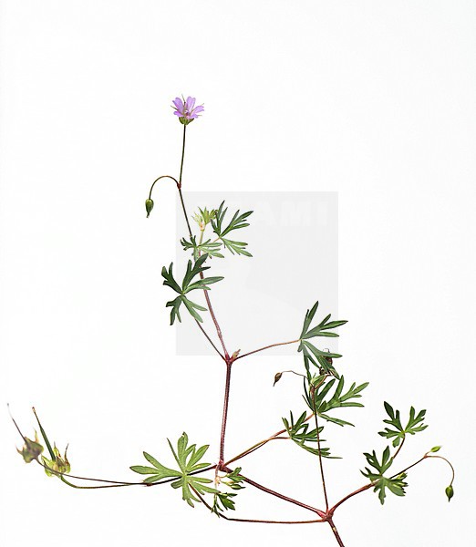 bloeiende Fijne Ooievaarsbek, flowering Long-stalked Crane's-bill stock-image by Agami/Theo Douma,